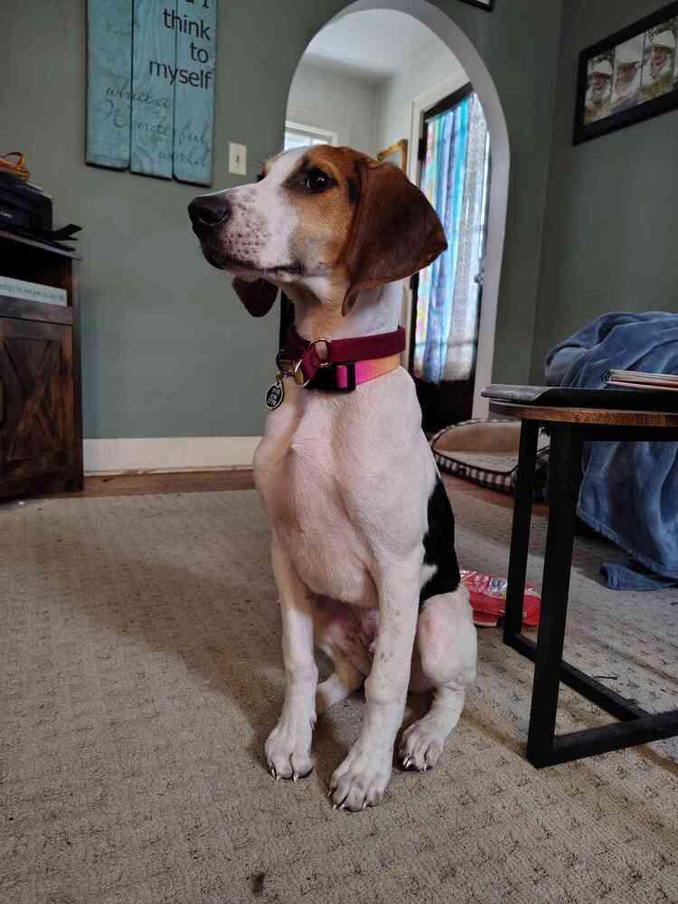 Enlarge Porky, a Adoptable mixed breed in Utica, NY image 3/6