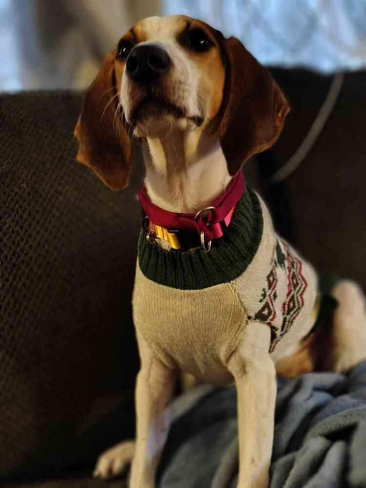 Enlarge Porky, a Adoptable mixed breed in Utica, NY image 5/6