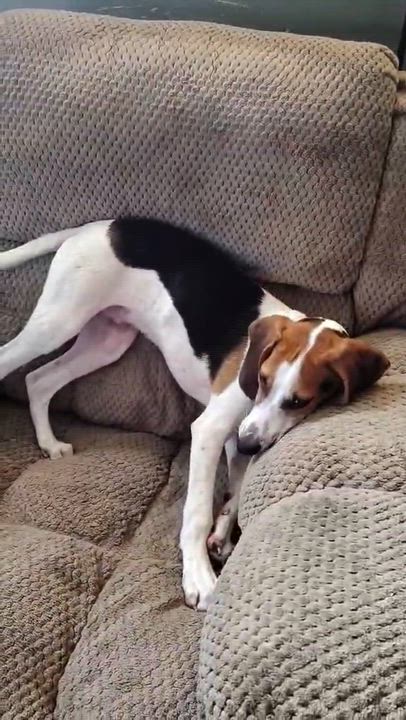 Enlarge Porky, a Adoptable mixed breed in Utica, NY video 6/6