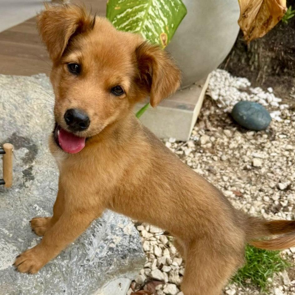 Larry, Adoptable, Puppy Male Australian Shepherd.