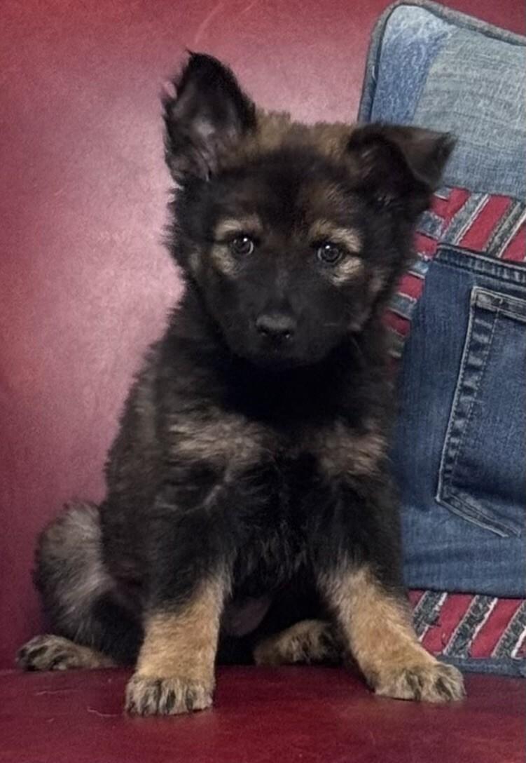 Argon - Adoption Pending, Adoptable, Young Male German Shepherd Dog.