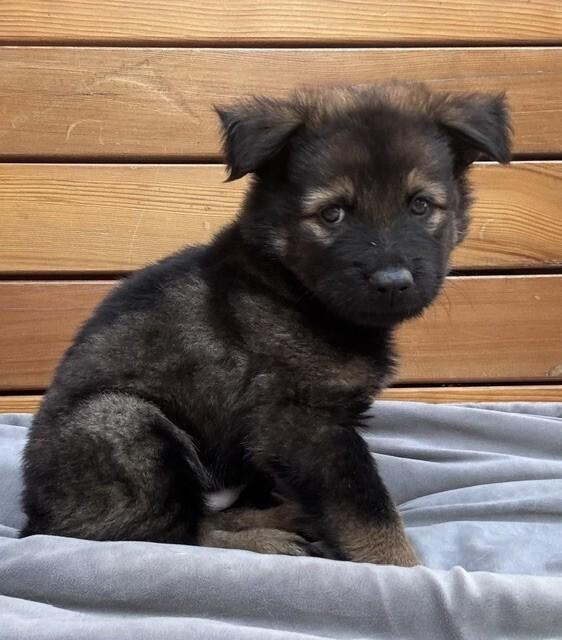 Argon - Adoption Pending, a Adoptable mixed breed in Seattle, WA image 2/2