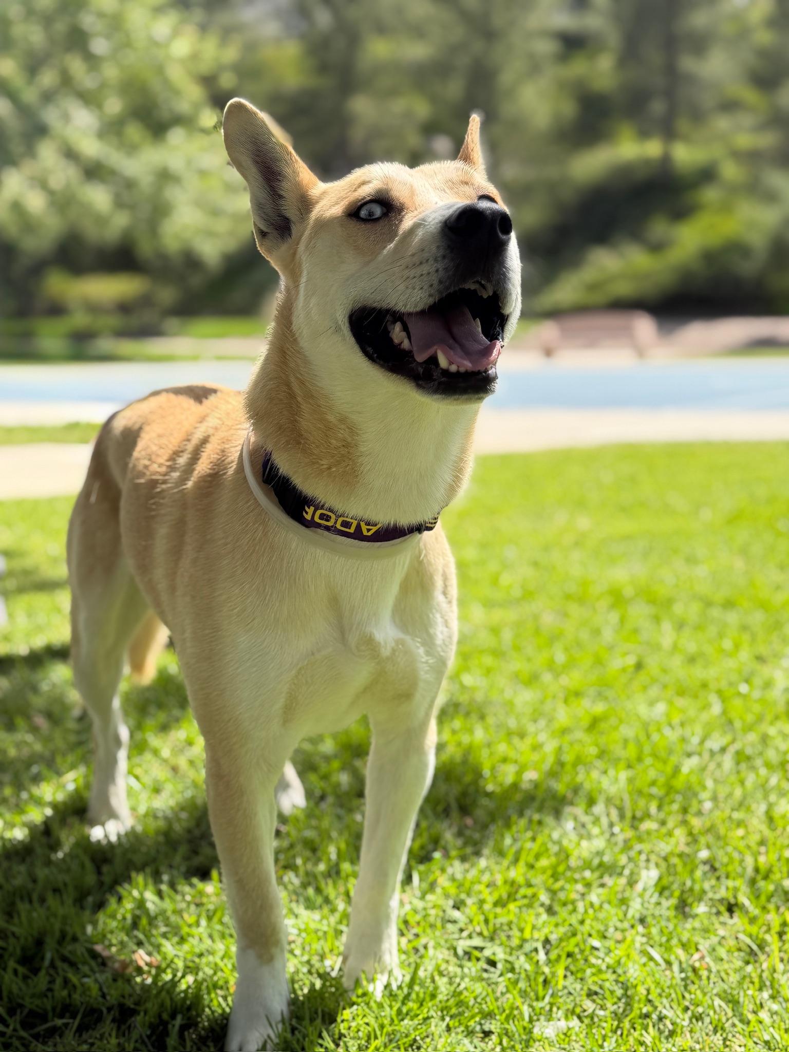 Thaddeus, Adoptable, Young Male Husky & Shiba Inu.