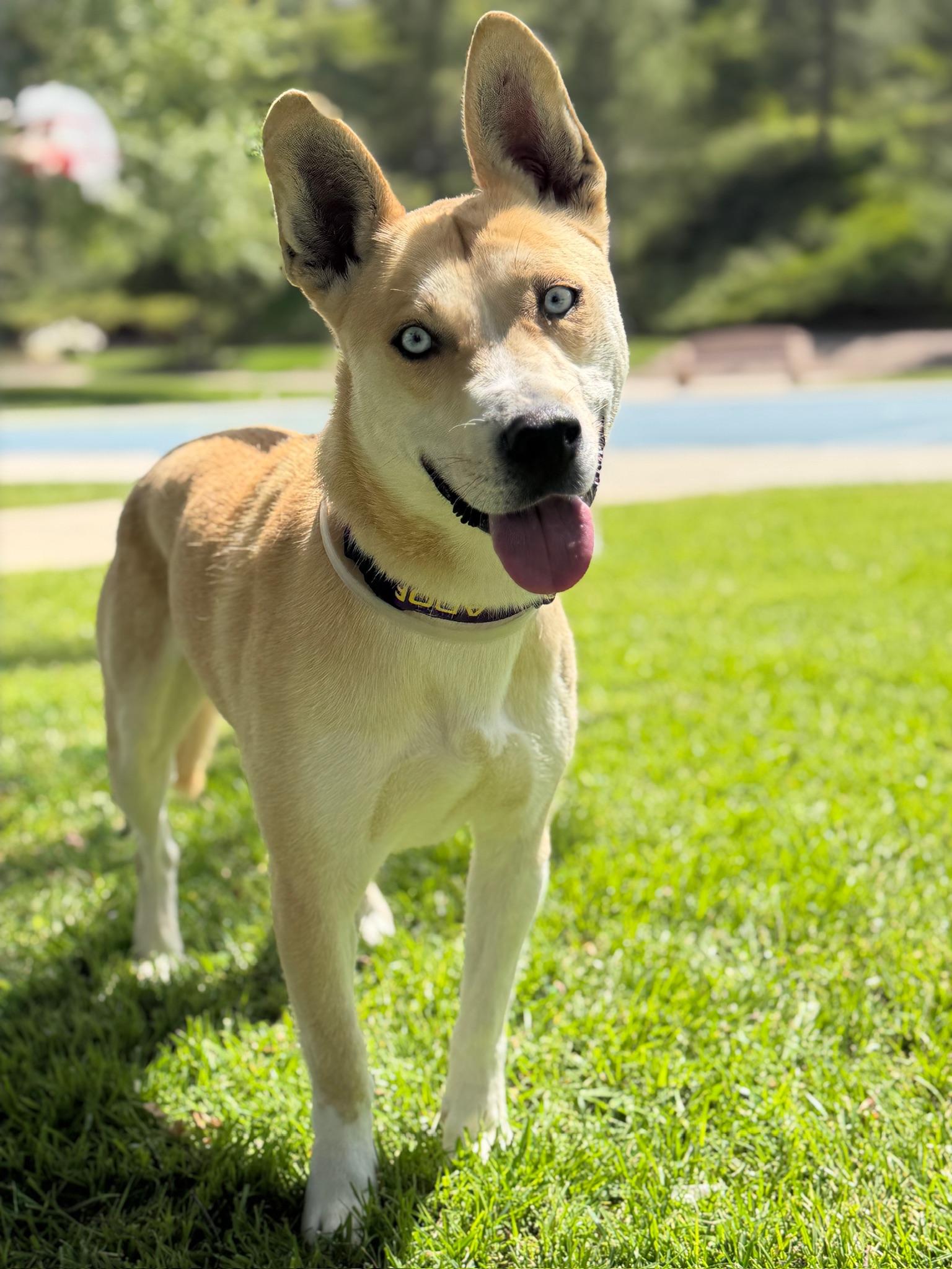 Enlarge Thaddeus, a Adoptable mixed breed in Studio City, CA image 2/3