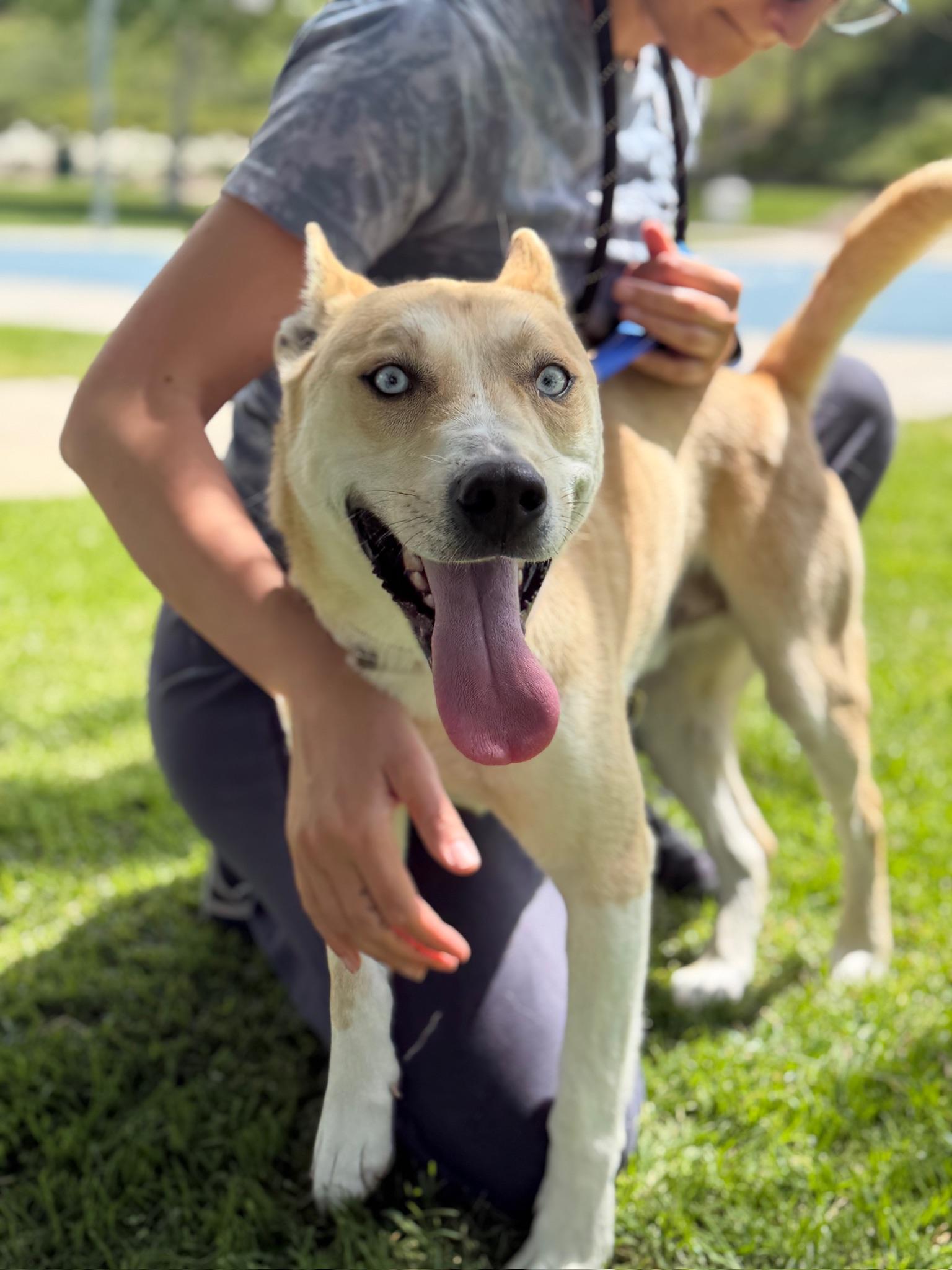 Enlarge Thaddeus, a Adoptable mixed breed in Studio City, CA image 3/3