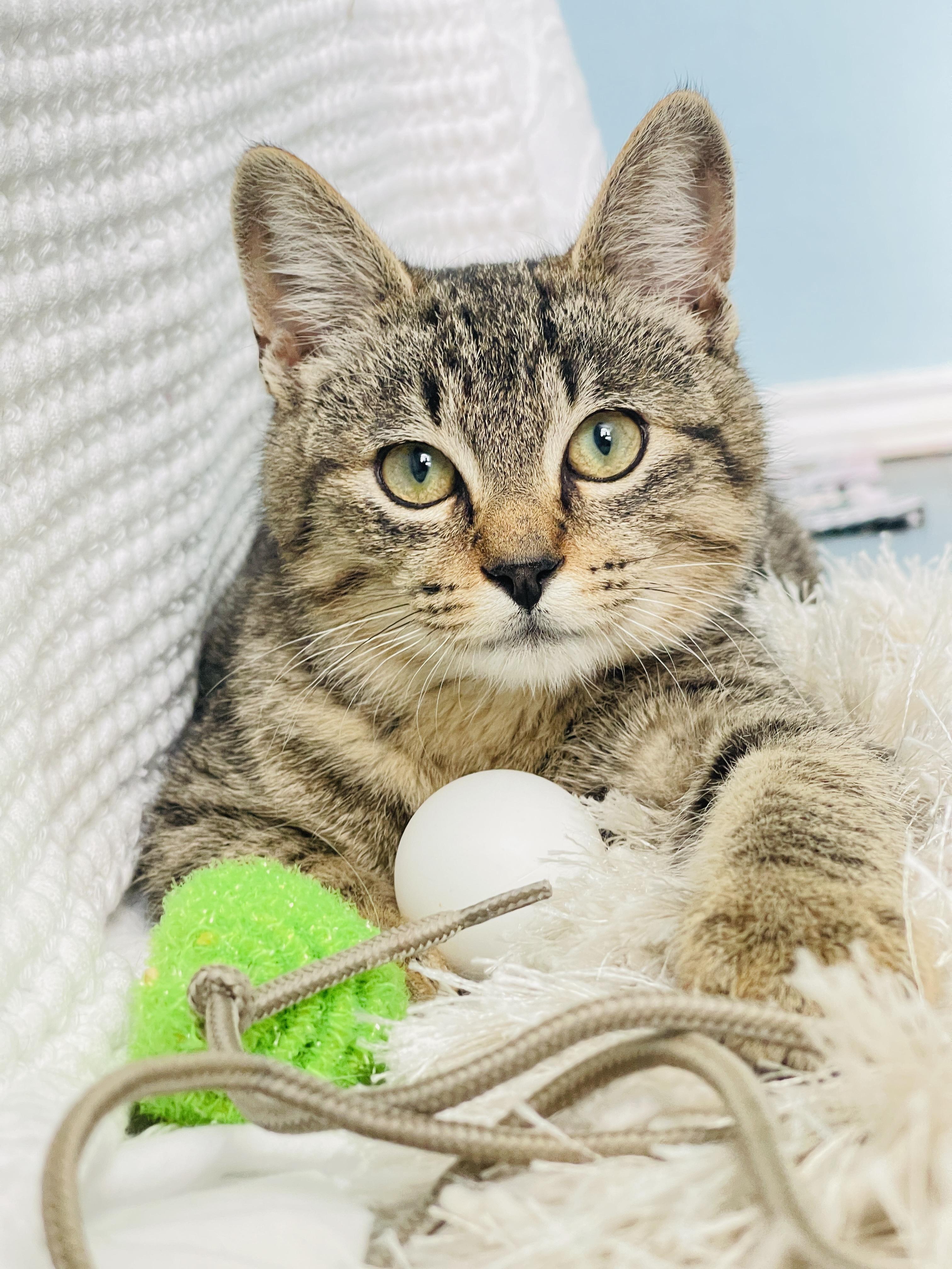 Merlin, a Adoptable Tabby in Keller, TX image 1/6