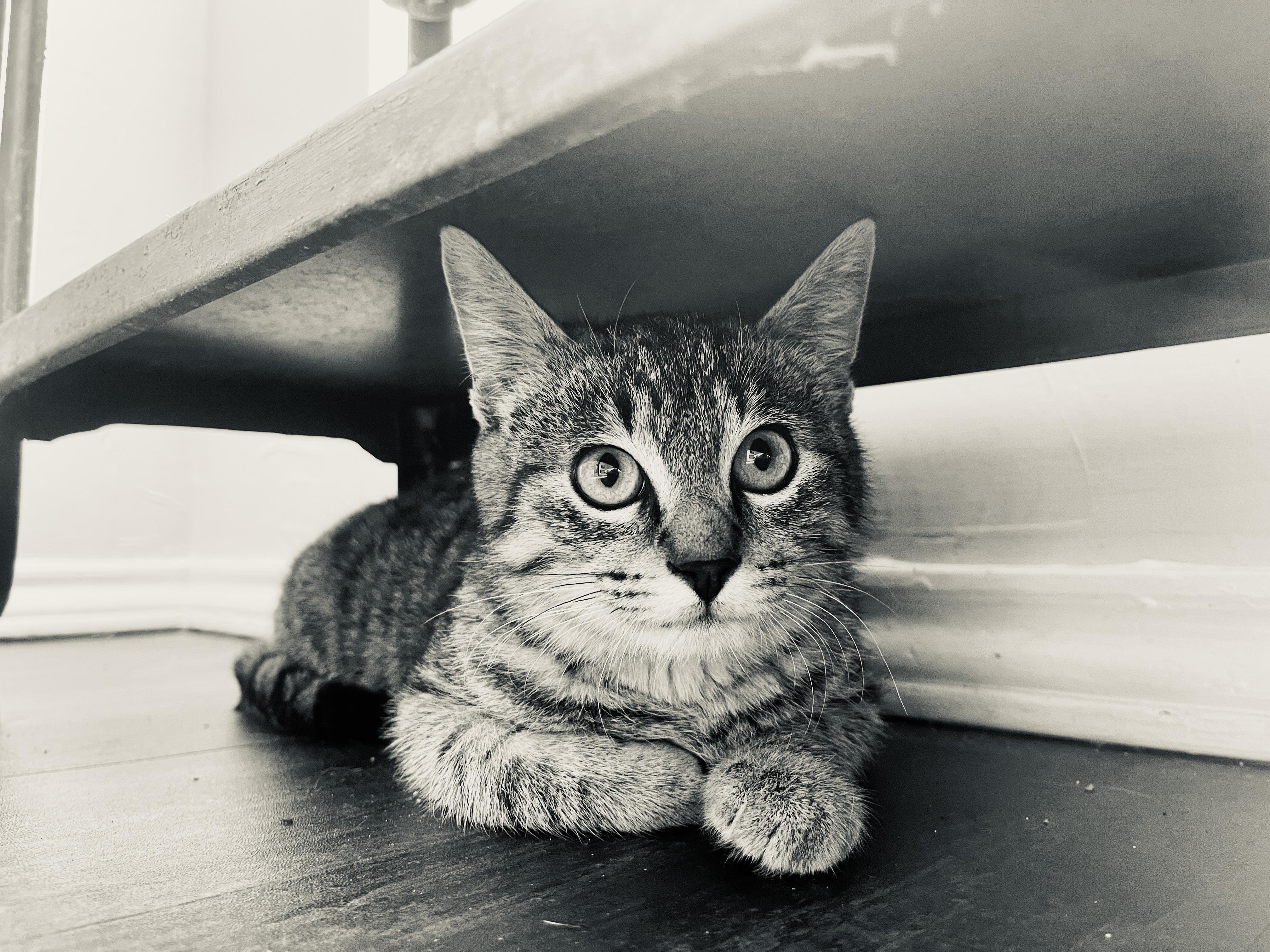 Merlin, a Adoptable Tabby in Keller, TX image 2/6