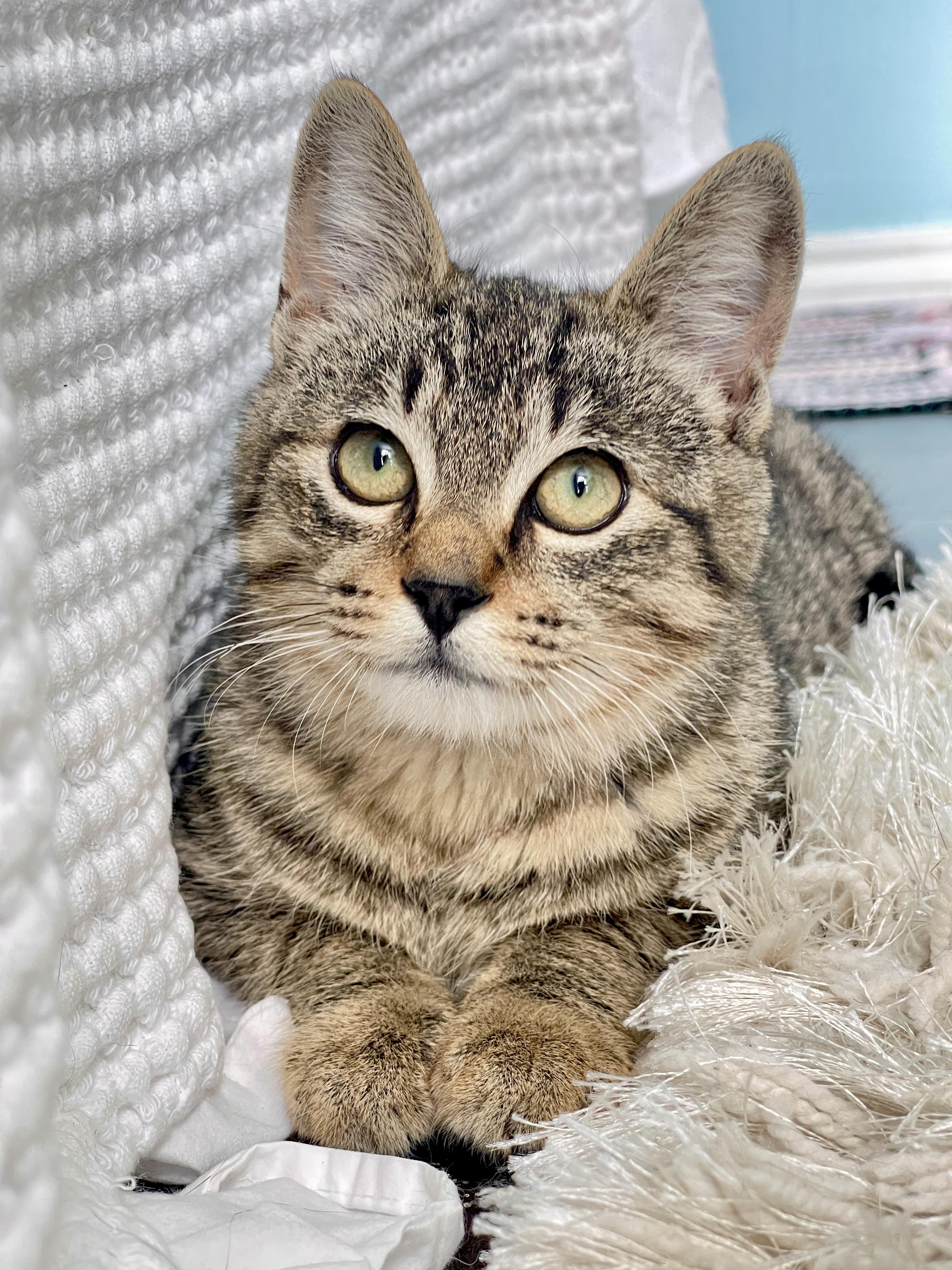 Merlin, a Adoptable Tabby in Keller, TX image 3/6