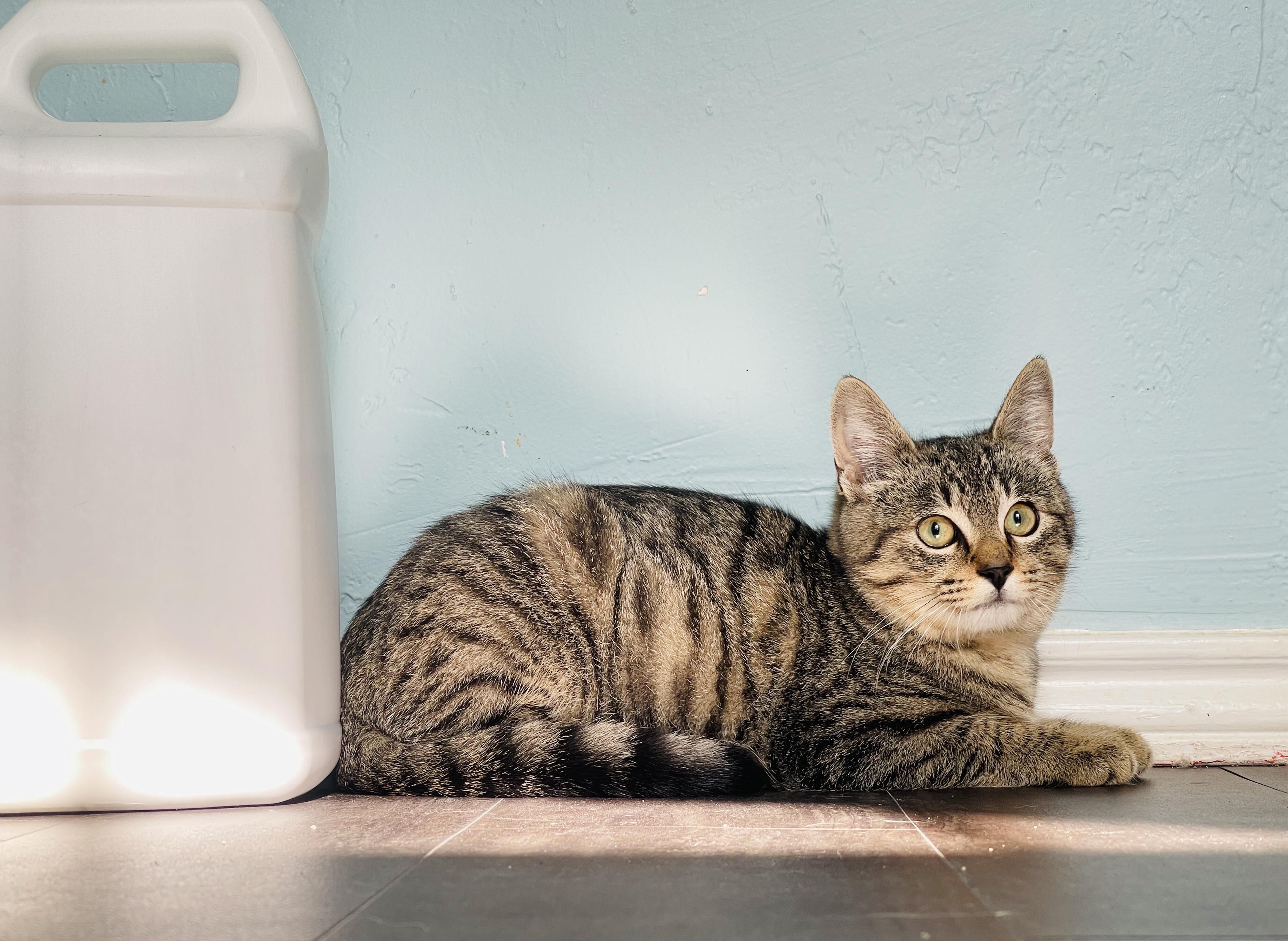 Merlin, a Adoptable Tabby in Keller, TX image 4/6