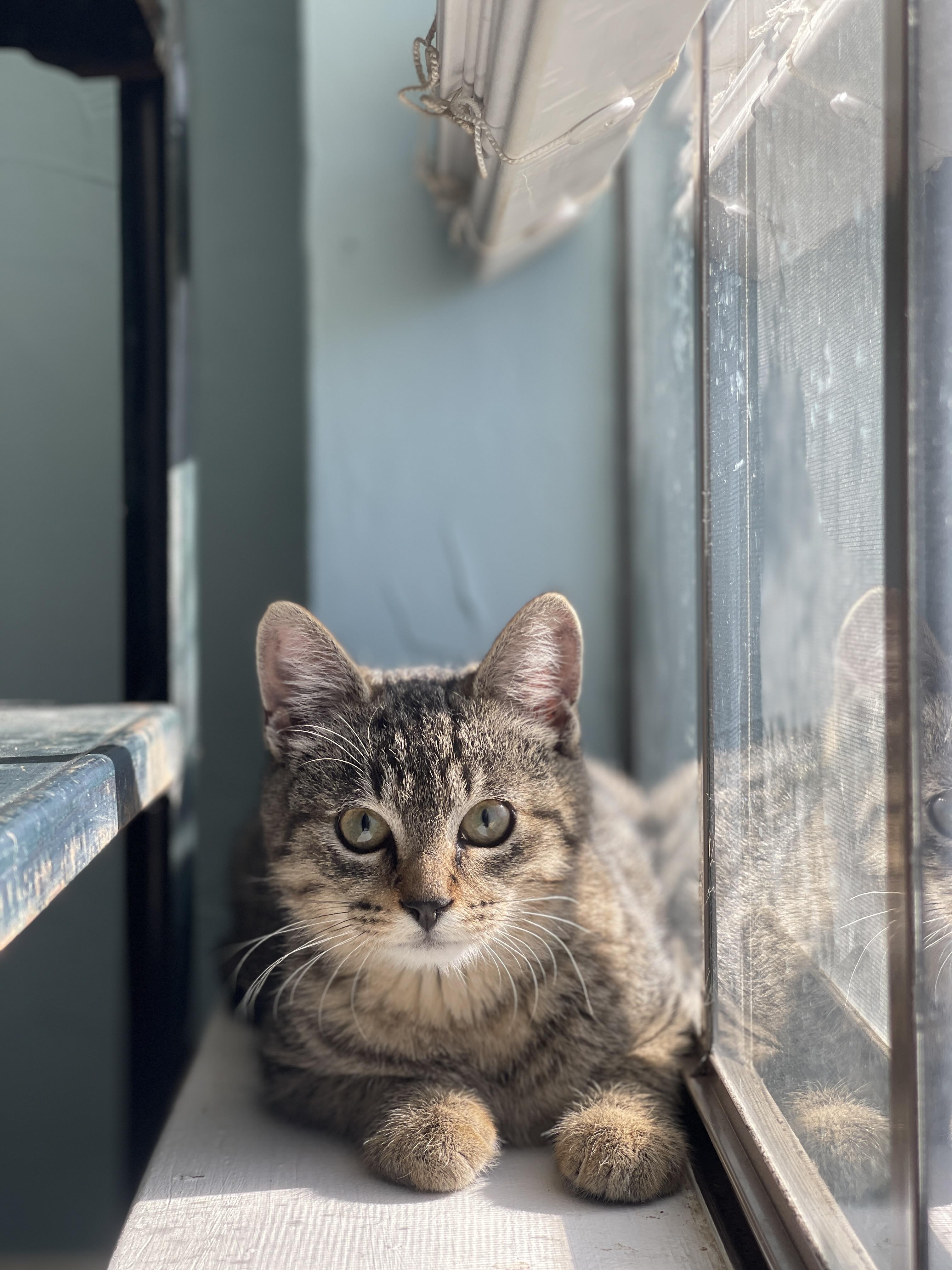 Merlin, a Adoptable Tabby in Keller, TX image 5/6