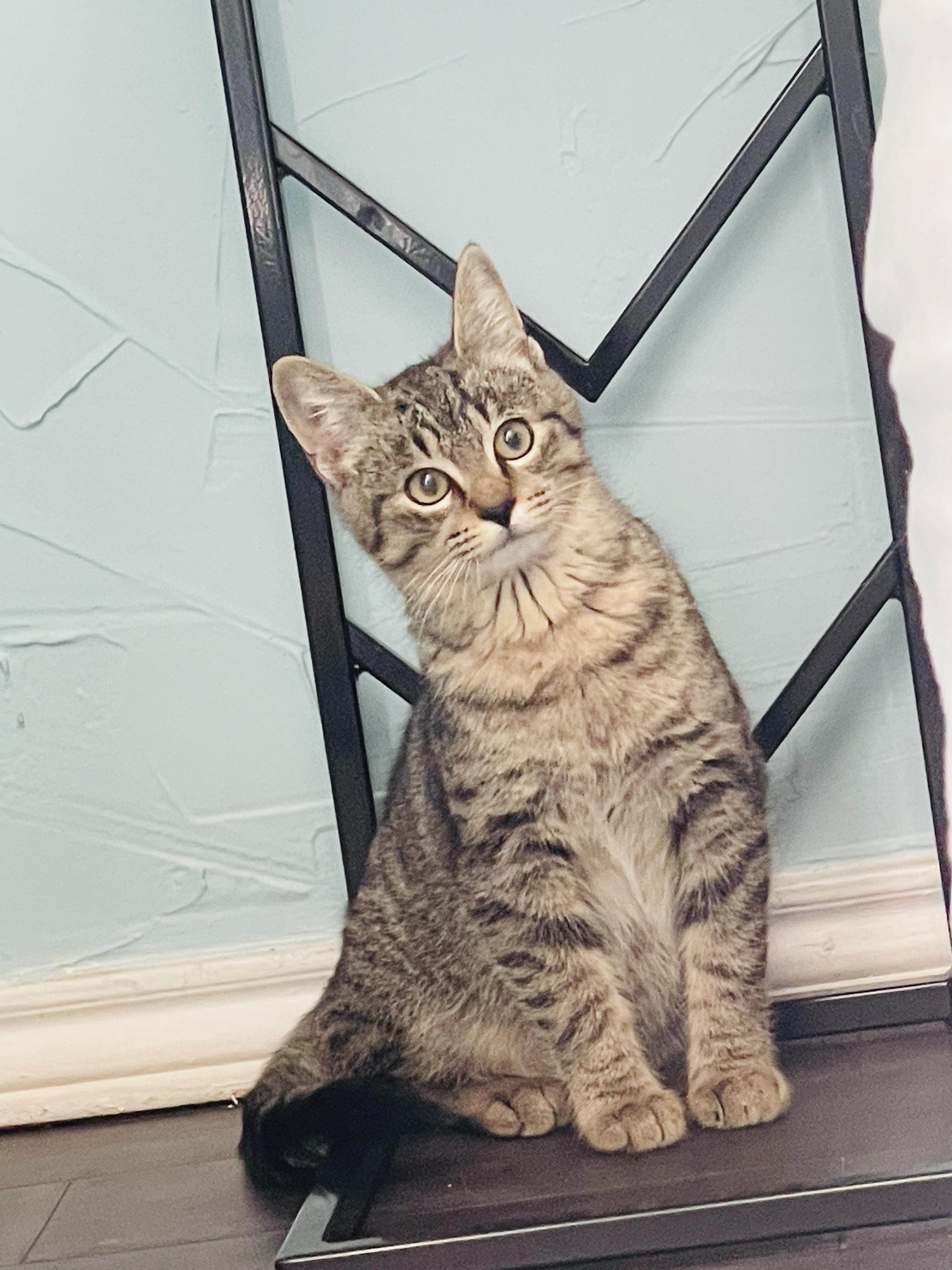 Merlin, a Adoptable Tabby in Keller, TX image 6/6