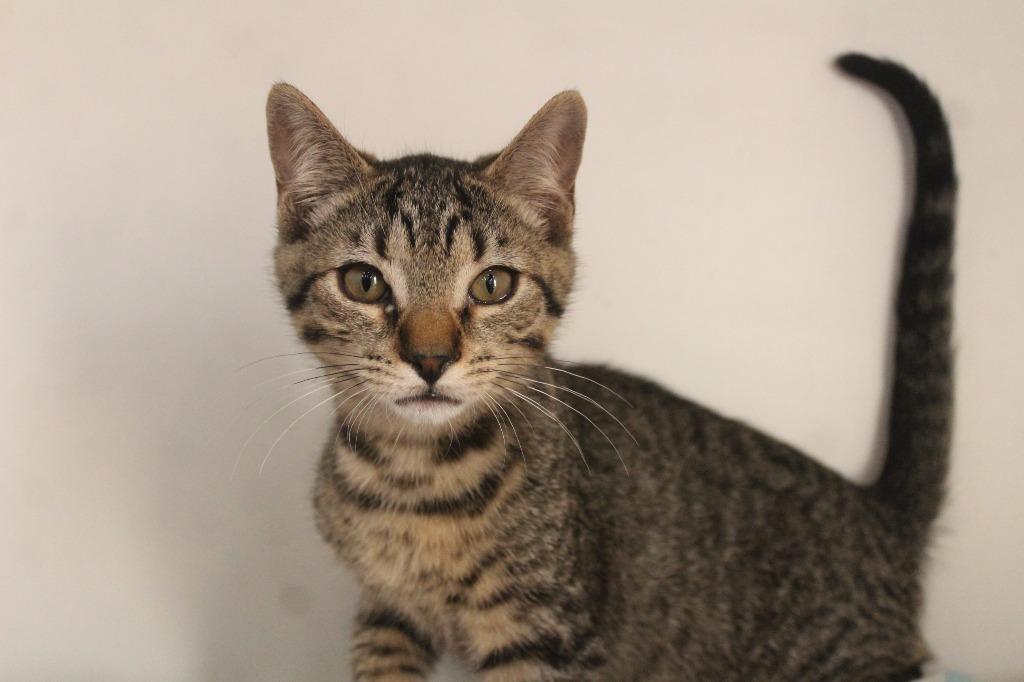 Enlarge Cheech, a Adoptable Domestic Short Hair in Chestertown, MD image 2/3