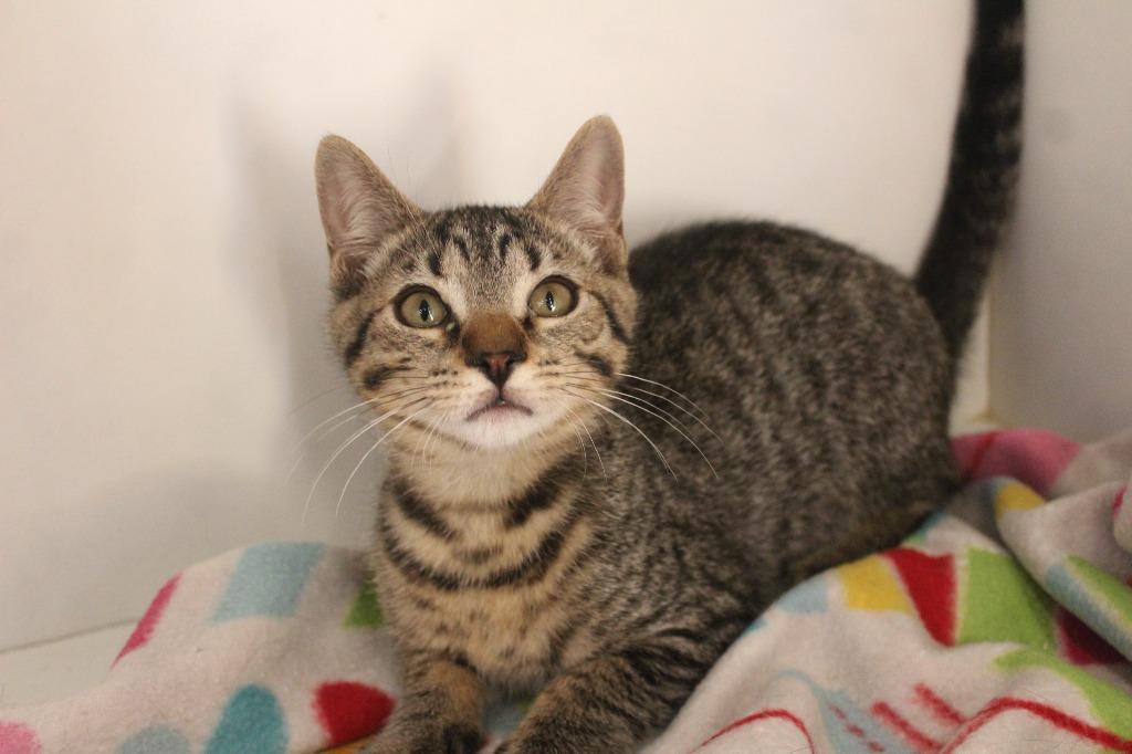 Cheech, Adoptable, Kitten Male Domestic Short Hair.