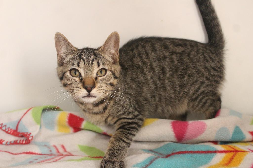 Enlarge Cheech, a Adoptable Domestic Short Hair in Chestertown, MD image 3/3