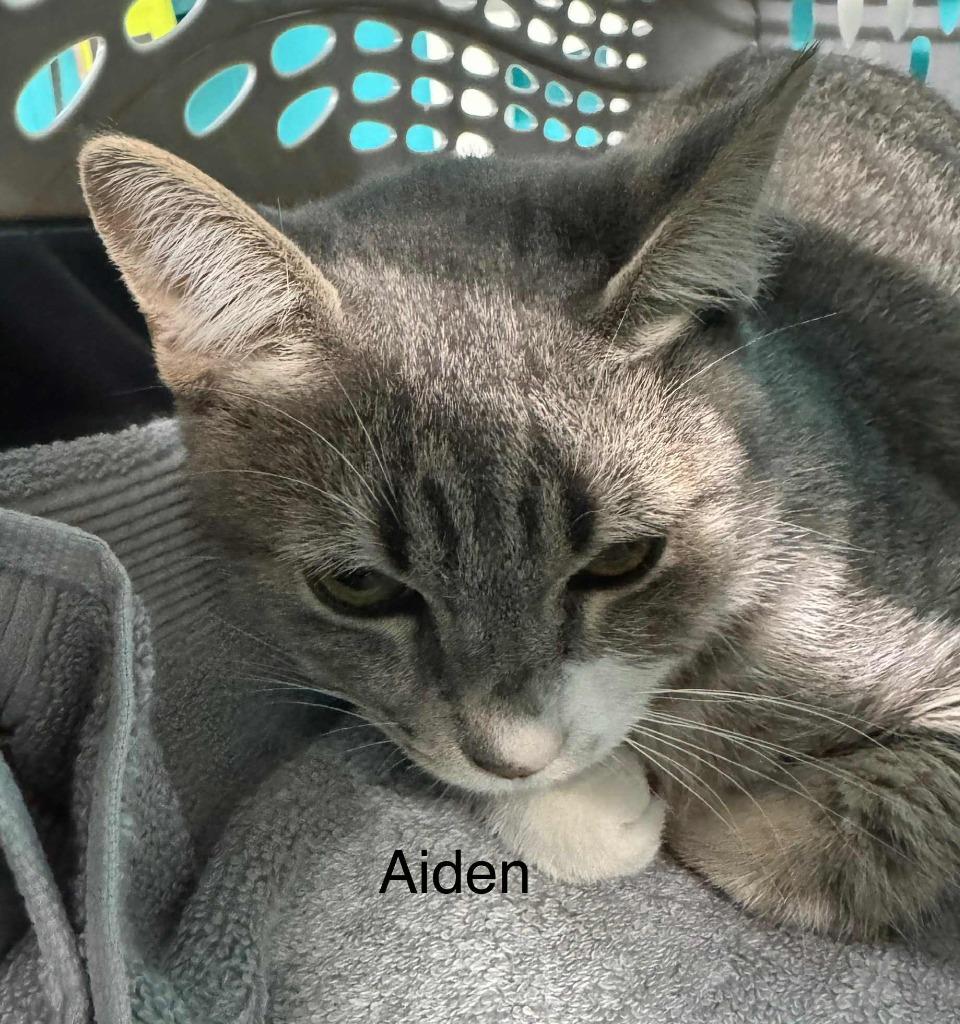 Aiden, Adopted, Young Male Domestic Short Hair.
