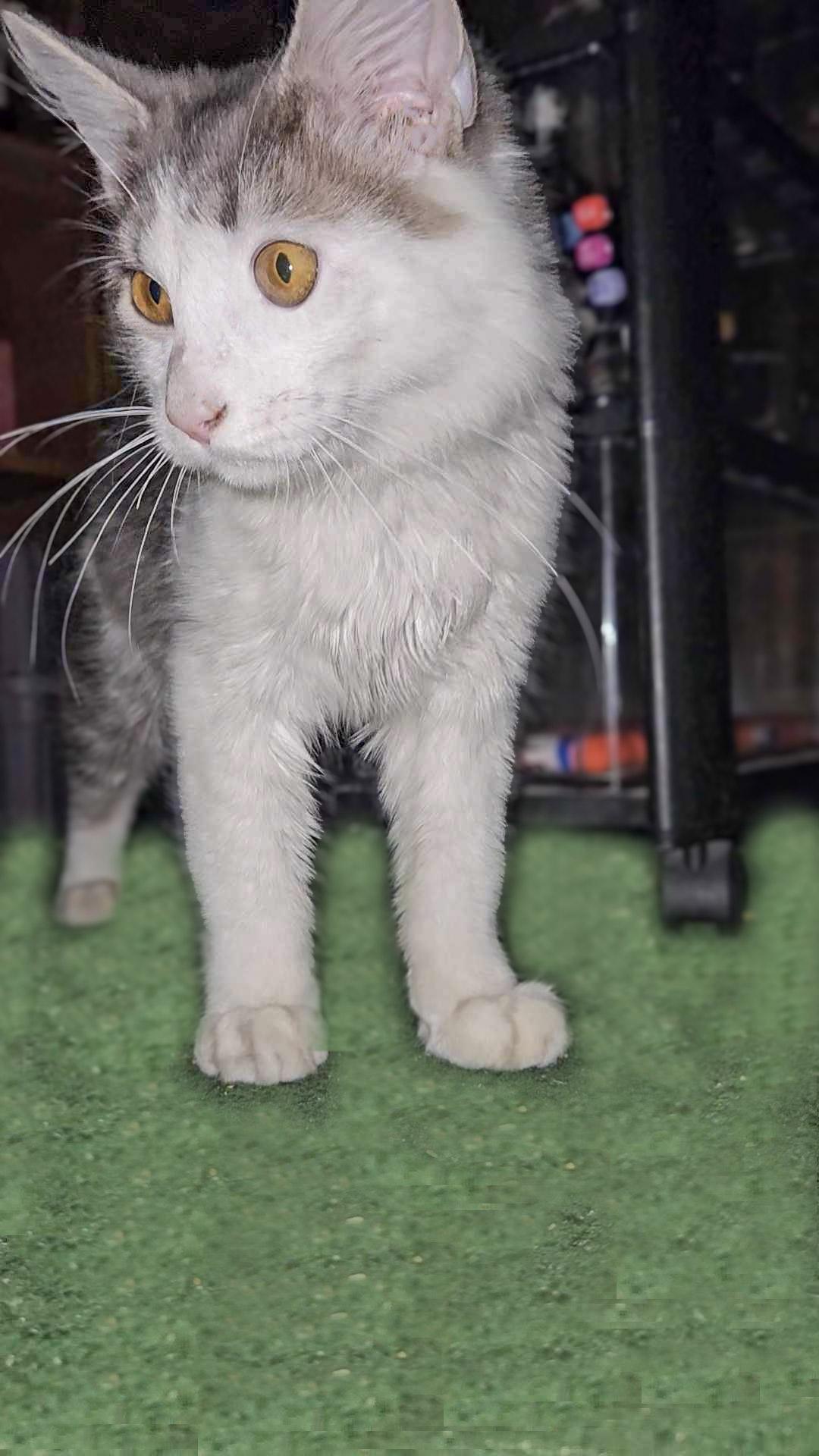 Fluffy