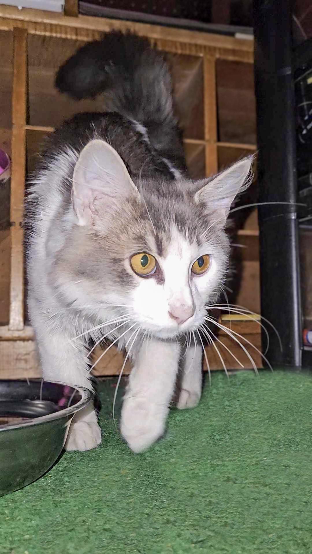 Fluffy