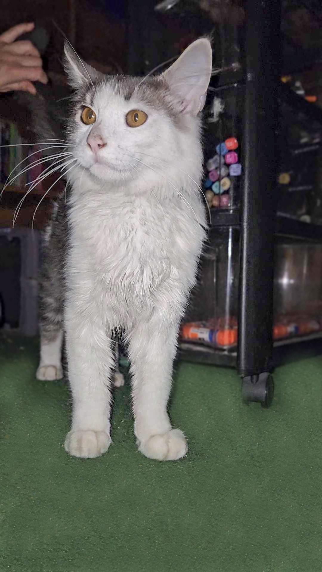 Fluffy