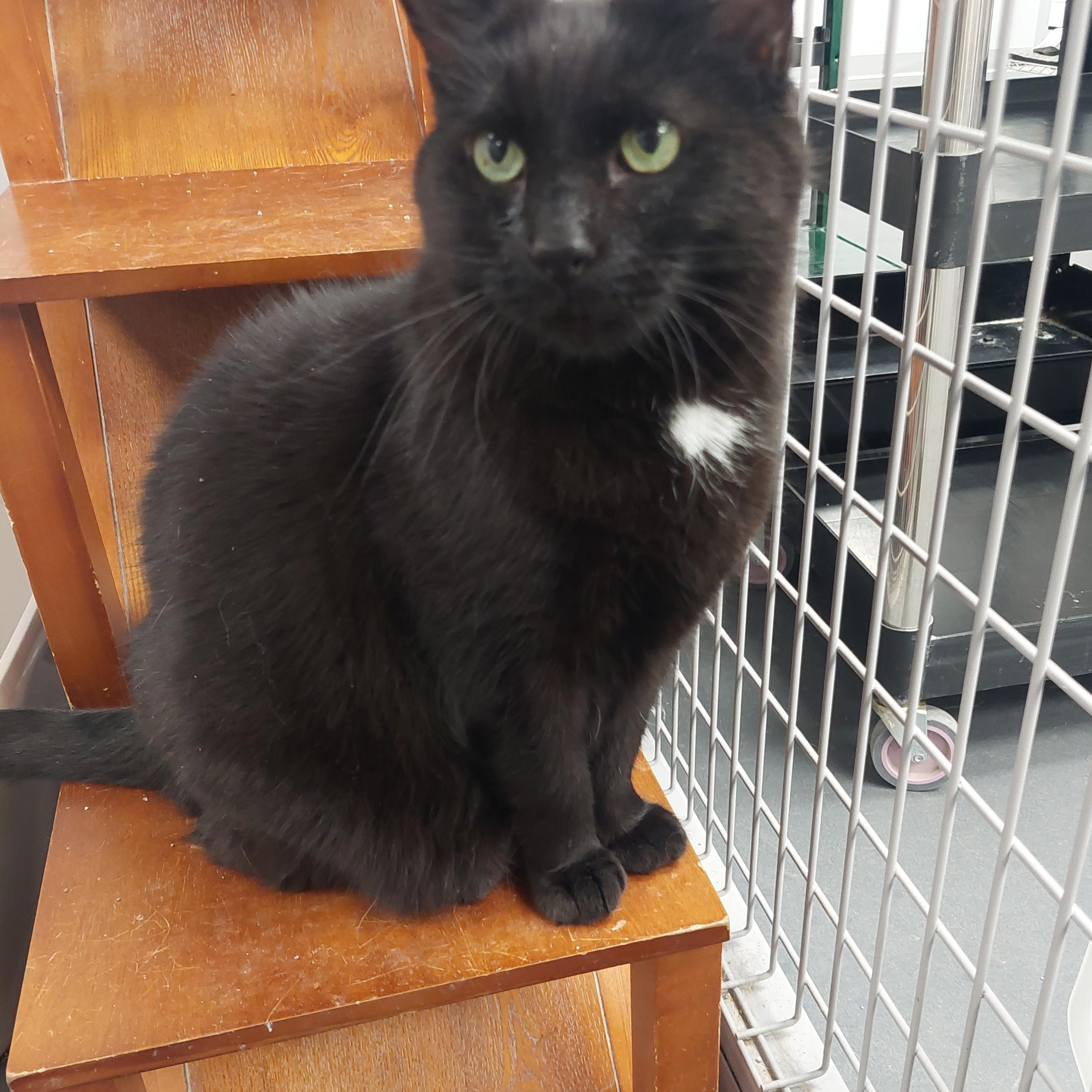 Enlarge Rascal, a Adoptable Domestic Short Hair in Williamsport, PA image 1/1