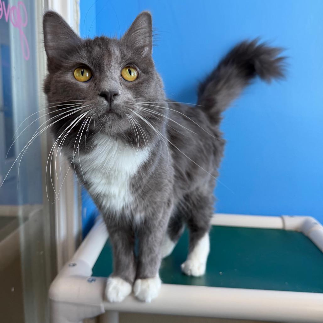 Enlarge Bumblebee, a Adoptable Domestic Medium Hair in Mankato, MN image 1/1