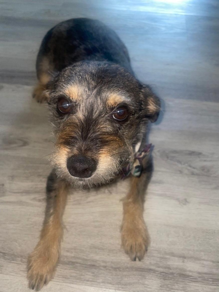 Enlarge Nala, a Adoptable mixed breed in Weston, FL image 3/4