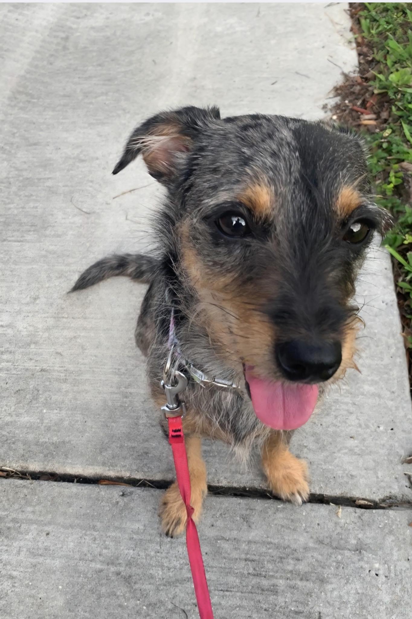 Enlarge Nala, a Adoptable mixed breed in Weston, FL image 1/4