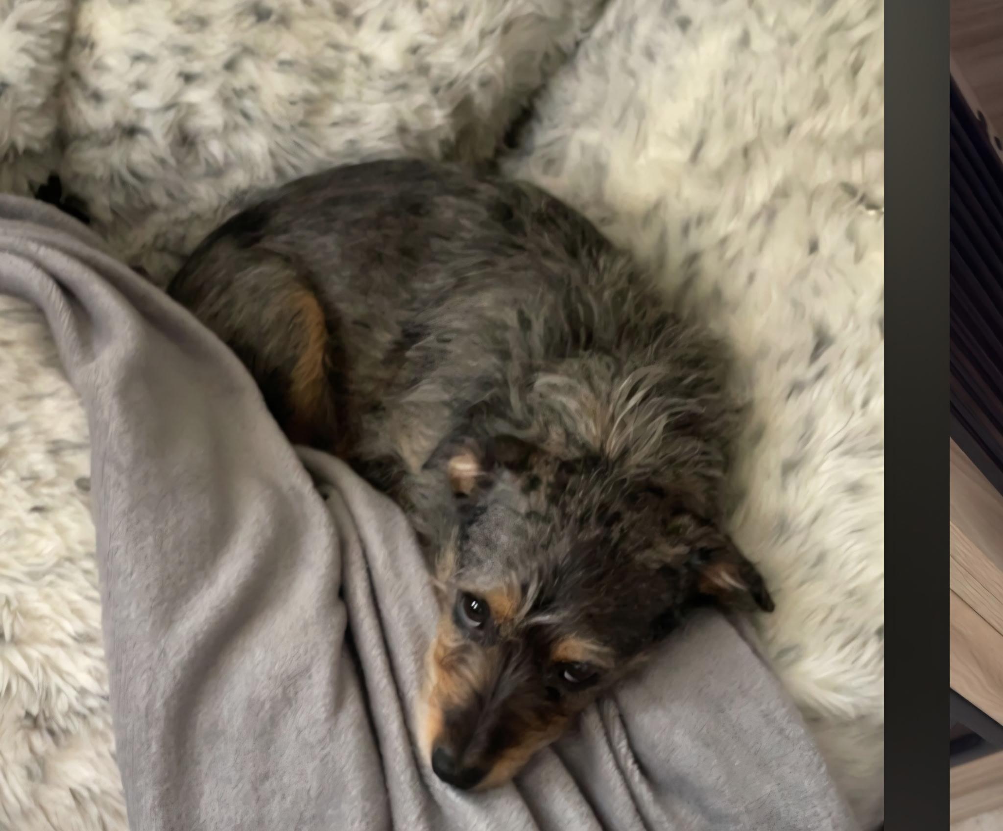 Enlarge Nala, a Adoptable mixed breed in Weston, FL image 2/4