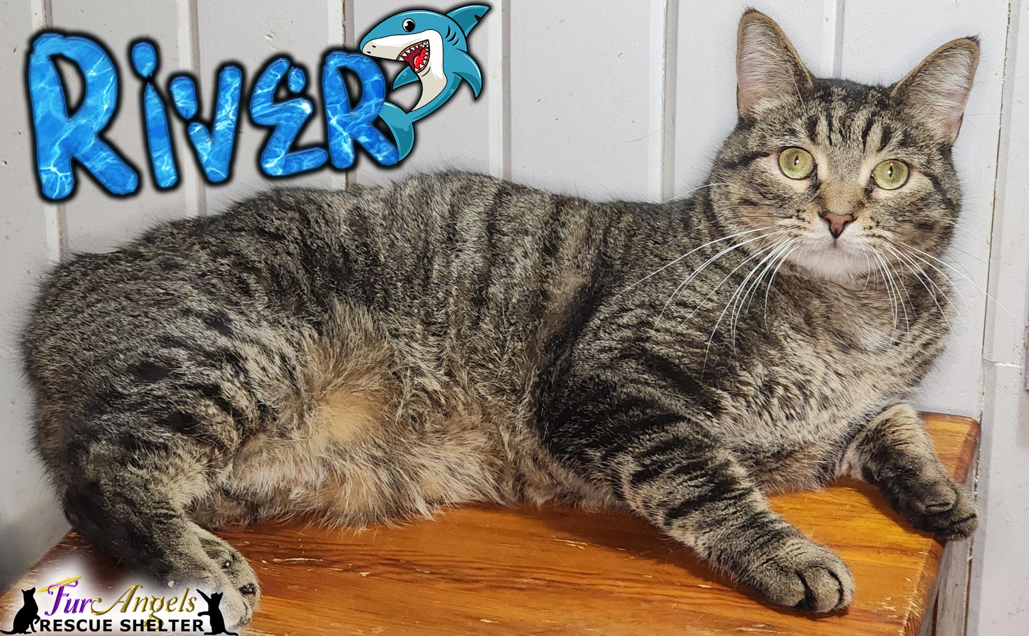 Enlarge River, an adopted mixed breed in Toledo, OH image 1/1