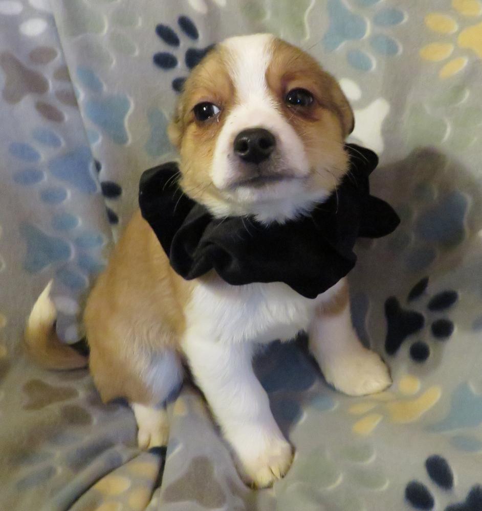 Wiley, a Adoptable mixed breed in Crown Point, IN image 1/6