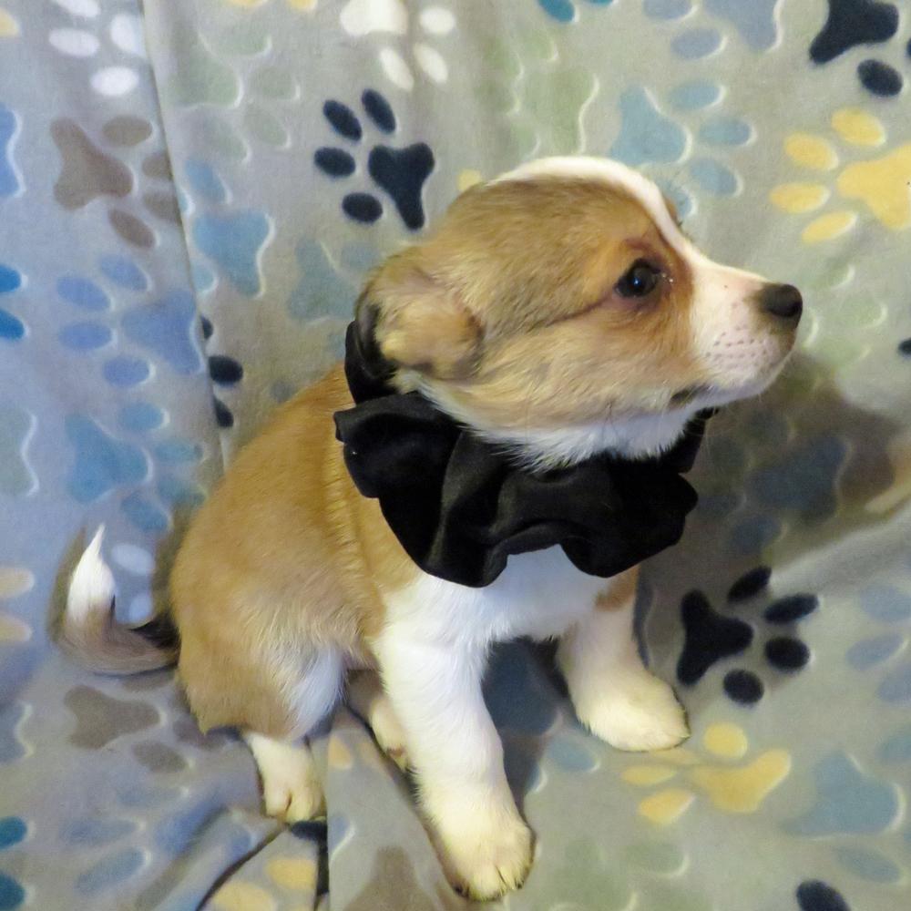 Wiley, a Adoptable mixed breed in Crown Point, IN image 4/6