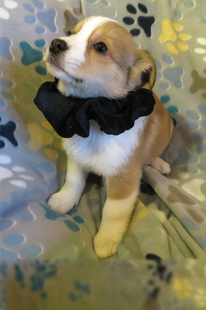 Wiley, a Adoptable mixed breed in Crown Point, IN image 6/6