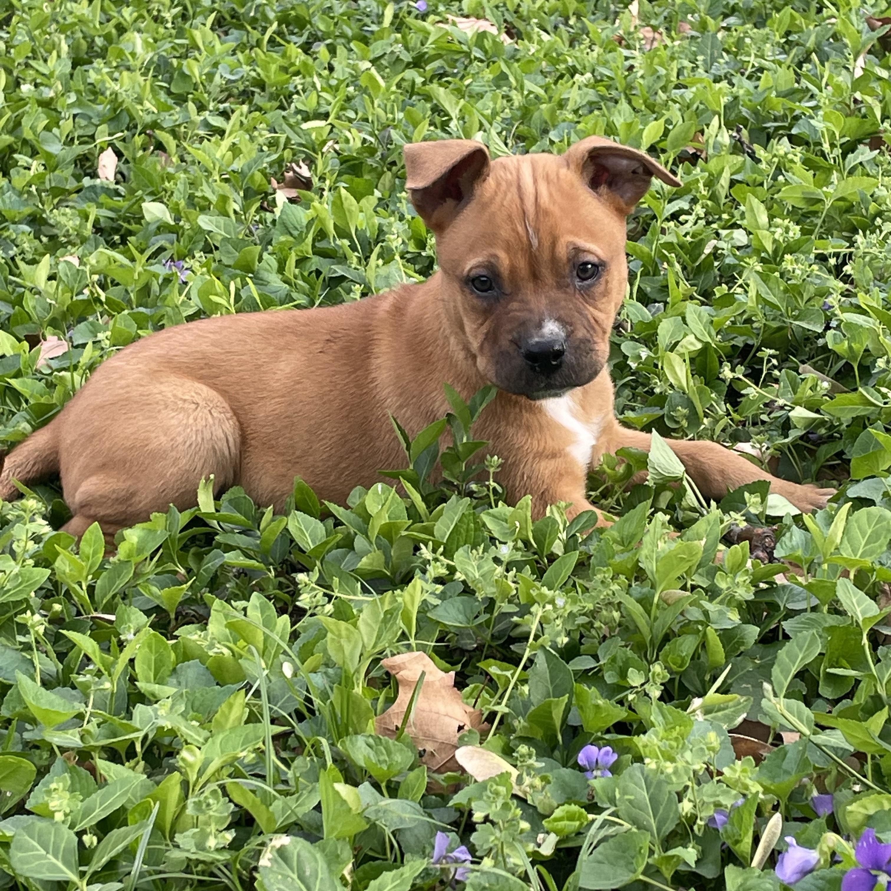 Ivy