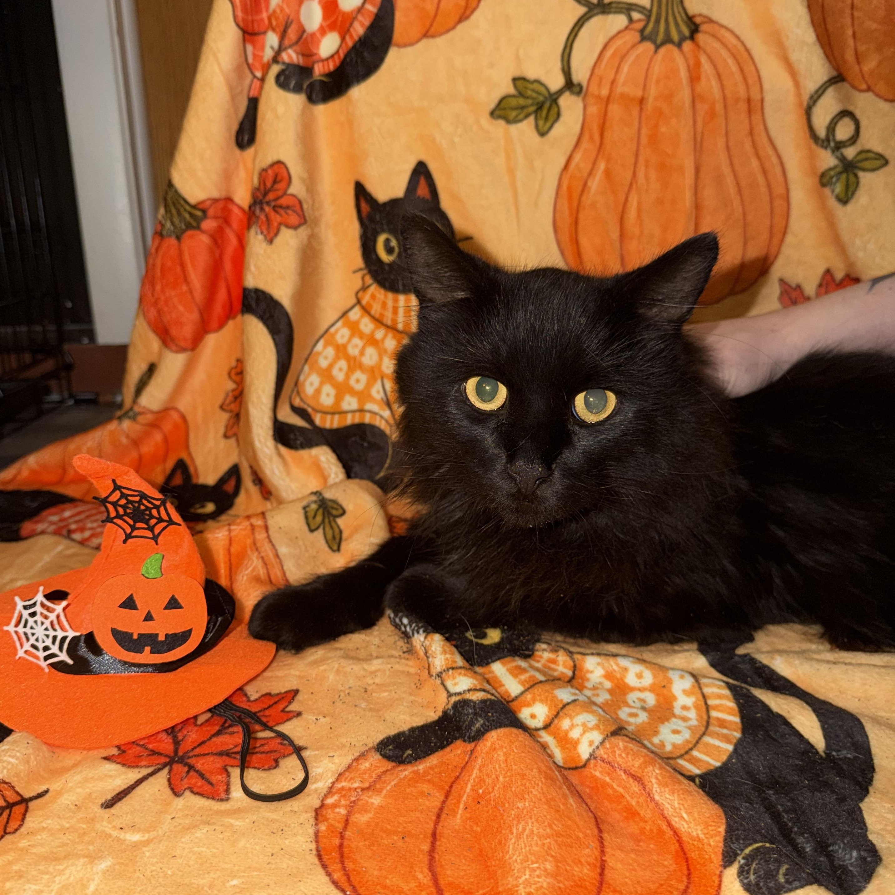 Enlarge VADER aka SEBASTIAN, a Adopted Maine Coon in Hamilton, NJ image 2/4