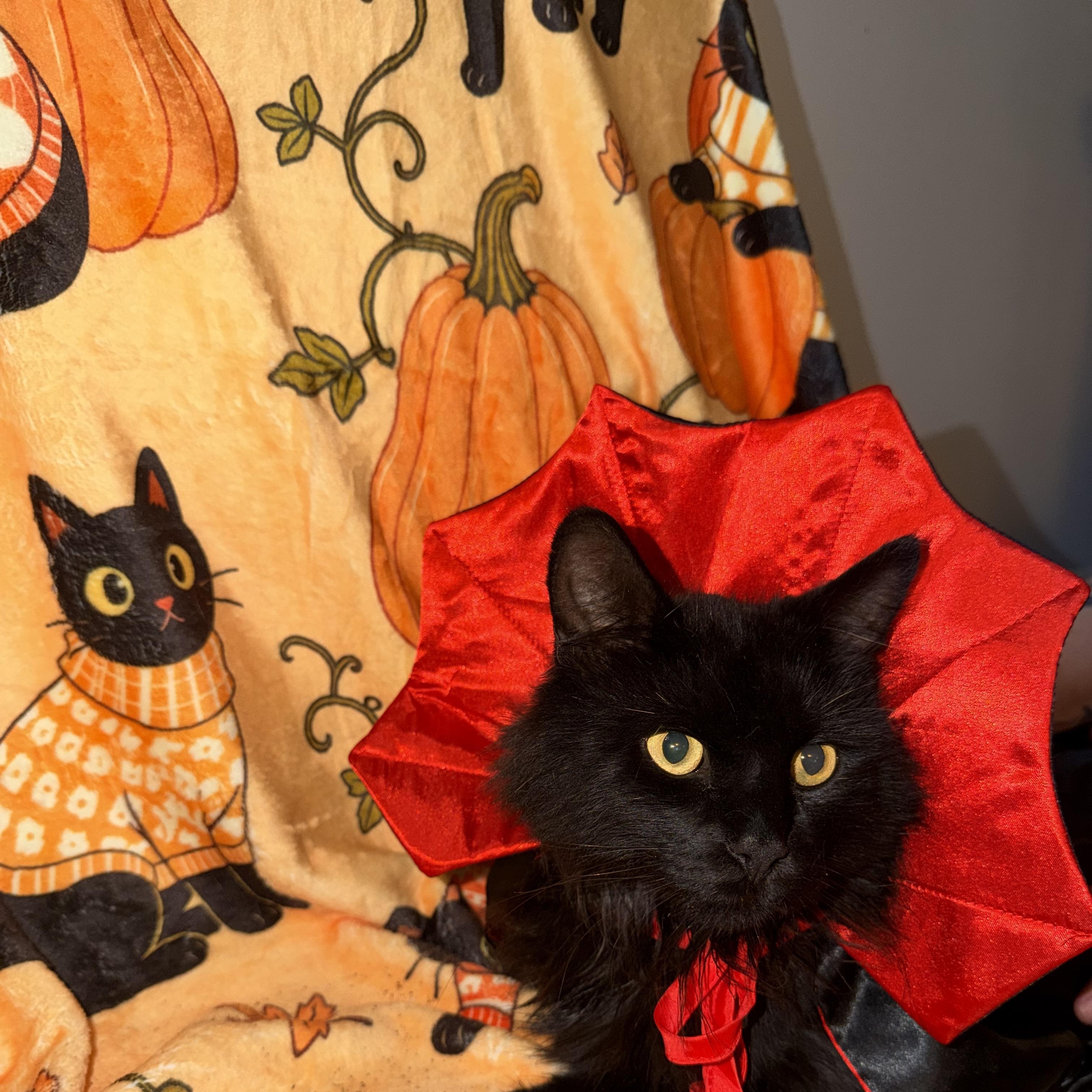 Enlarge VADER aka SEBASTIAN, a Adopted Maine Coon in Hamilton, NJ image 3/4