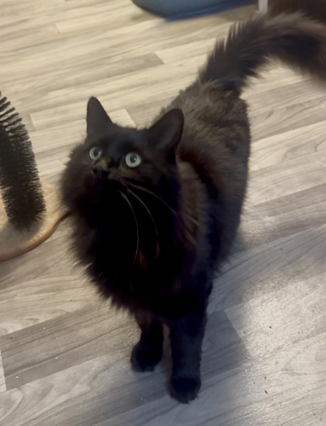 VADER aka SEBASTIAN, Adopted, Adult Male Maine Coon.