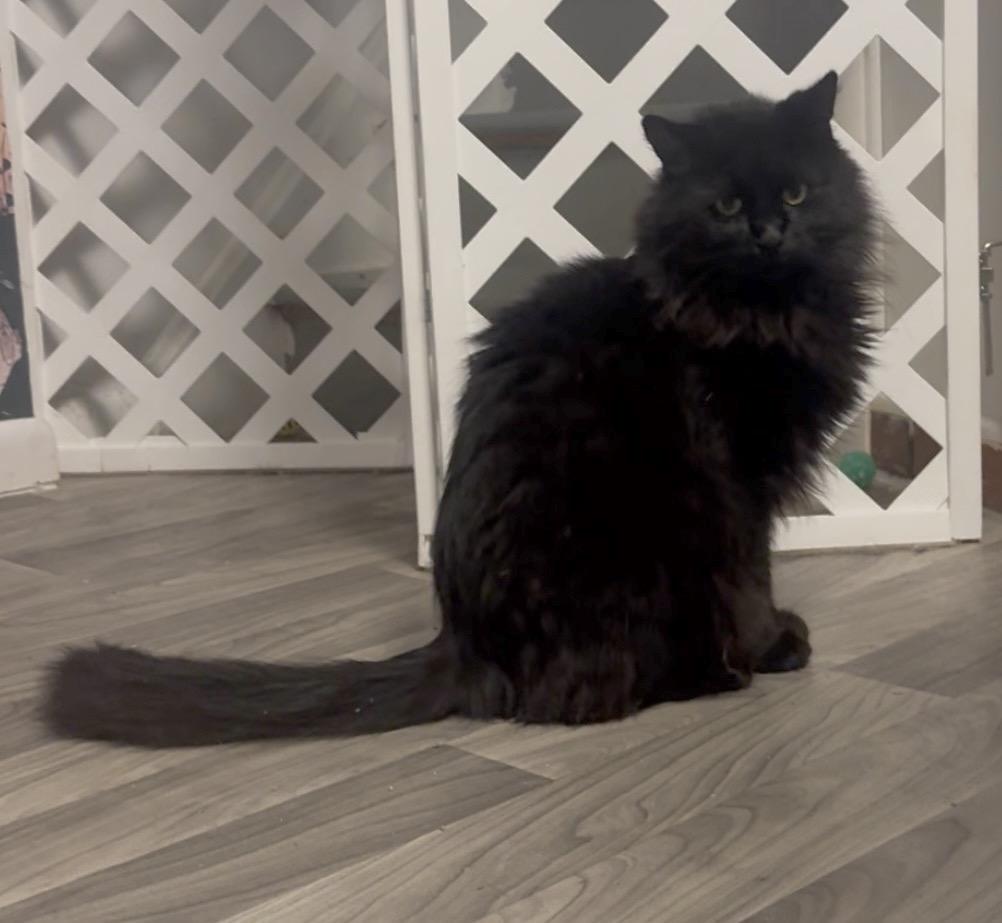 Enlarge VADER aka SEBASTIAN, a Adopted Maine Coon in Hamilton, NJ image 4/4