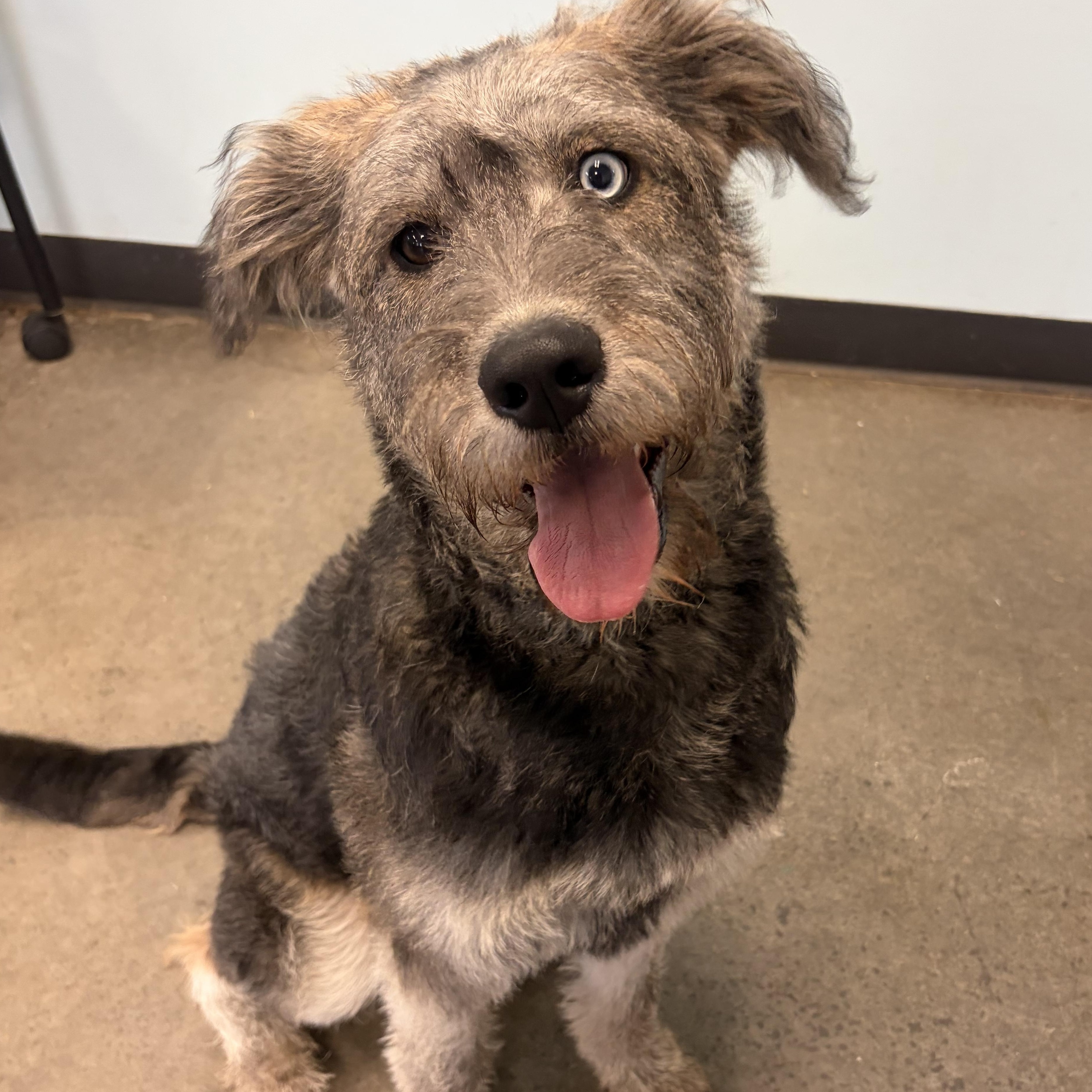 Jello Cup, adopted, Young Female Schnauzer & Mixed Breed.