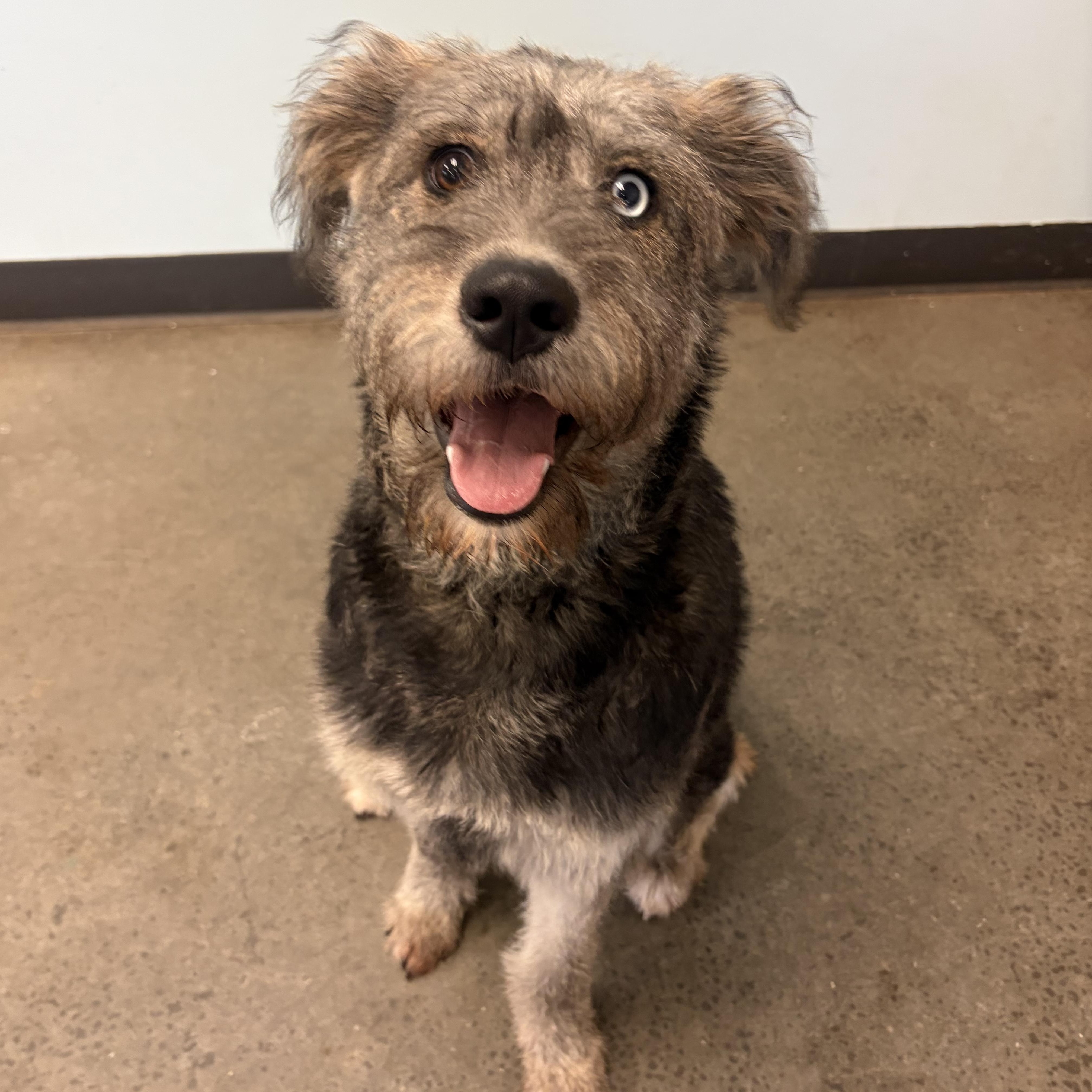 Jello Cup, an adopted mixed breed in Mishawaka, IN image 2/5