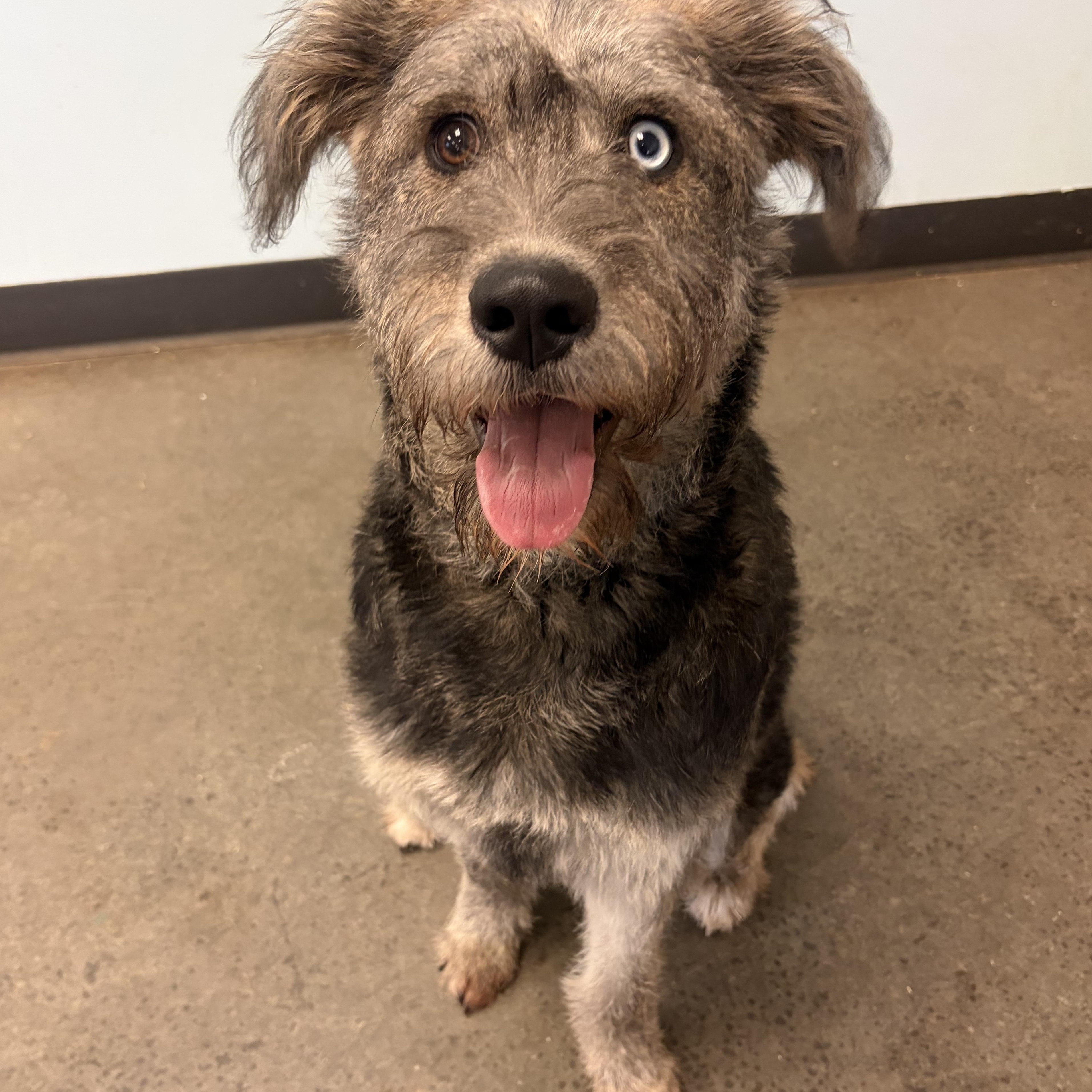 Jello Cup, an adopted mixed breed in Mishawaka, IN image 5/5