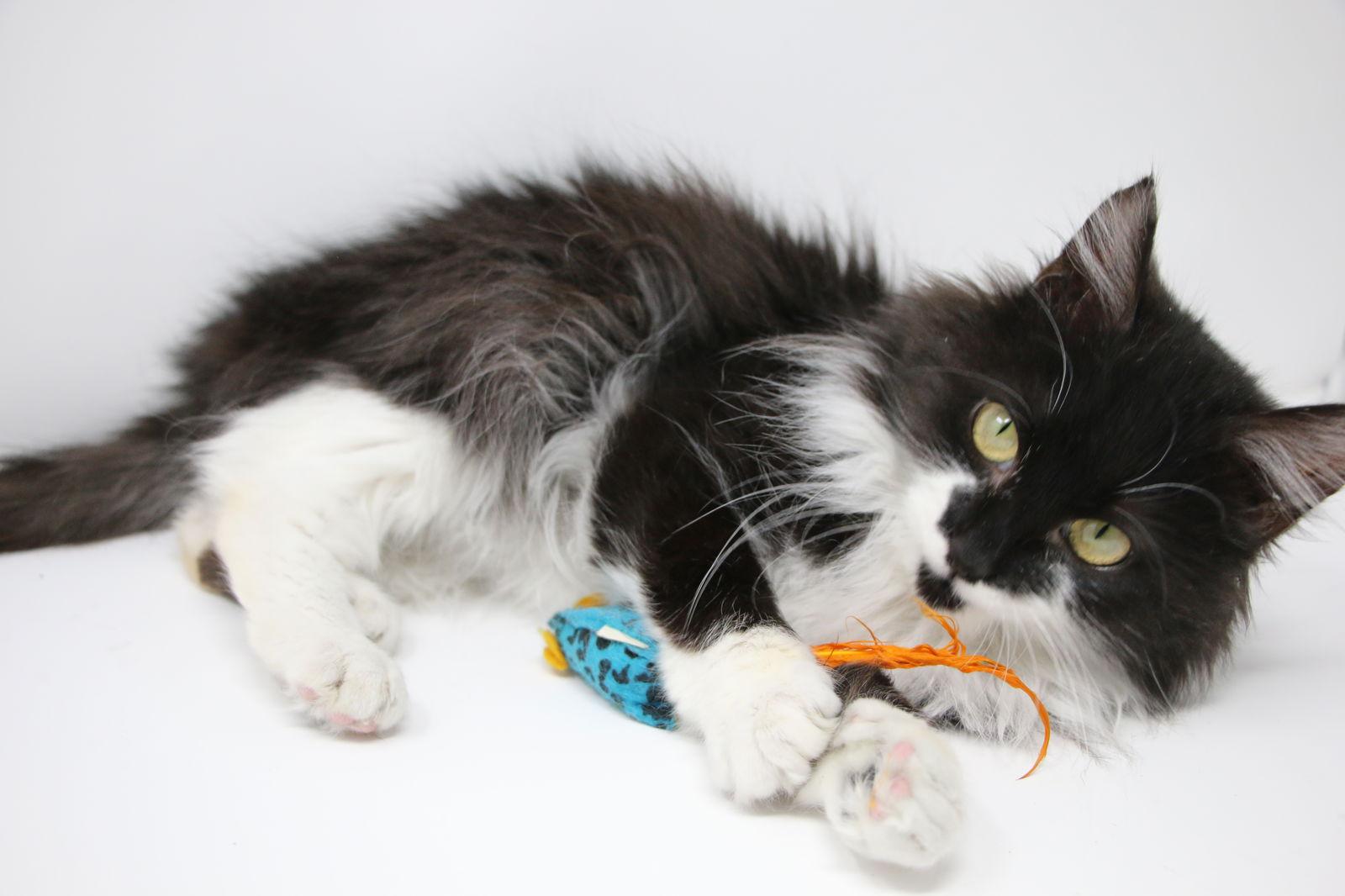 Paul, Adoptable, Young Male Domestic Medium Hair.
