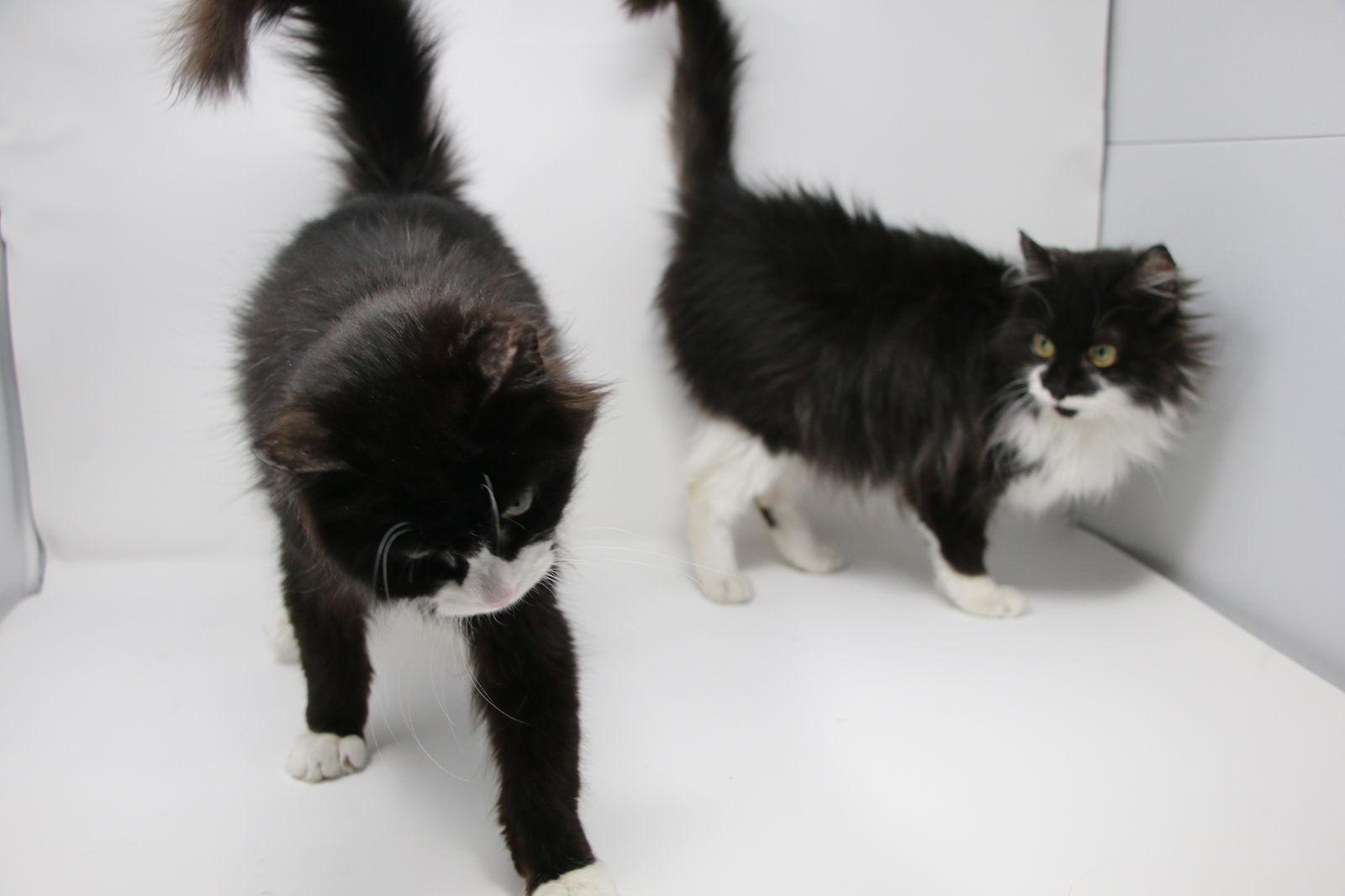 Enlarge Paul, a Adoptable Domestic Medium Hair in Crompond, NY image 3/3