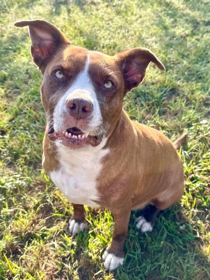 Lovebug, Adoptable, Senior Female Mixed Breed & Mixed Breed.