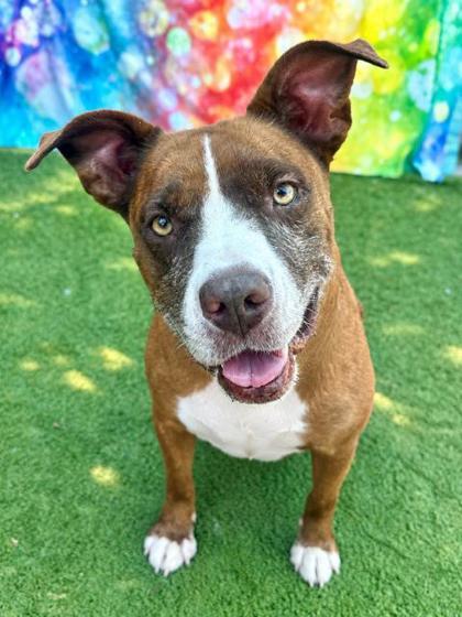 Lovebug, Adoptable, Senior Female Mixed Breed & Mixed Breed.