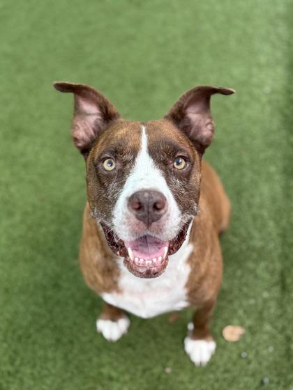 Enlarge Lovebug, a Adoptable Mixed Breed in Port Saint Joe, FL image 1/3