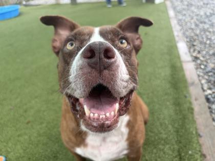 Enlarge Lovebug, a Adoptable Mixed Breed in Port Saint Joe, FL image 2/3