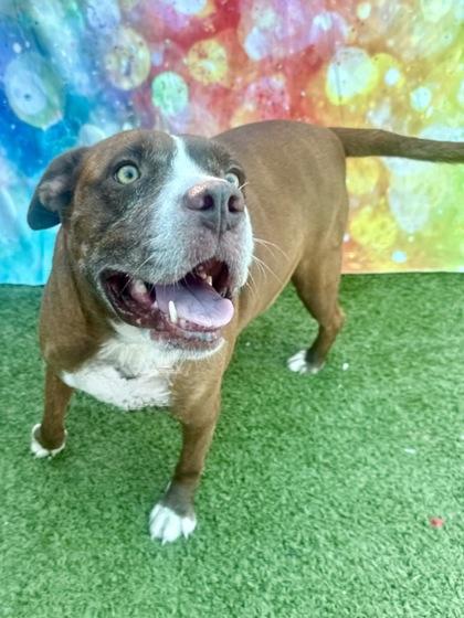 Enlarge Lovebug, a Adoptable Mixed Breed in Port Saint Joe, FL image 3/3