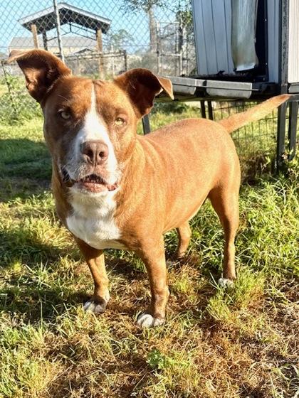 Lovebug, a Adoptable Mixed Breed in Port Saint Joe, FL image 2/3