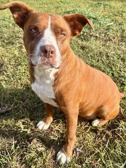 Lovebug, a Adoptable Mixed Breed in Port Saint Joe, FL image 3/3