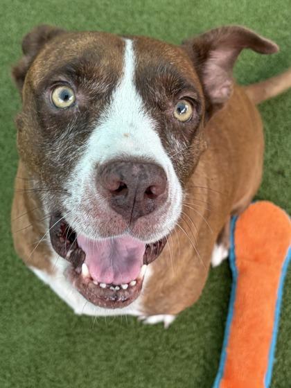 Enlarge Lovebug, a Adoptable Mixed Breed in Port Saint Joe, FL image 3/3