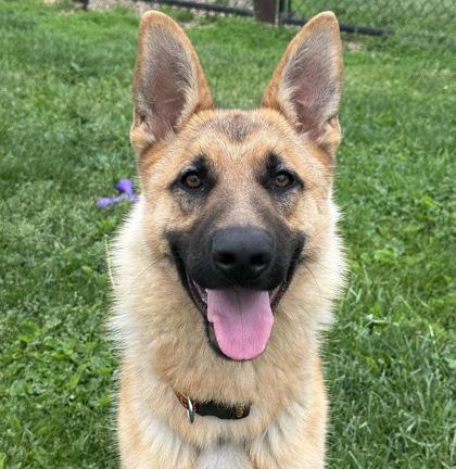 Gerhardt, adopted, Adult Male Mixed Breed & German Shepherd Dog.